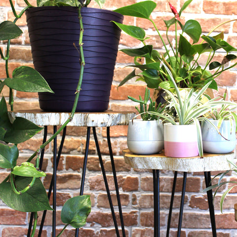 Wooden Plant Stands