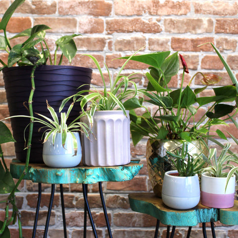 Wooden Plant Stands