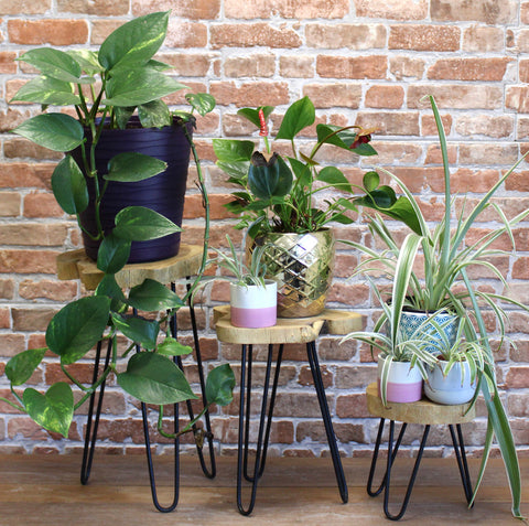 Wooden Plant Stands
