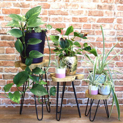 Wooden Plant Stands