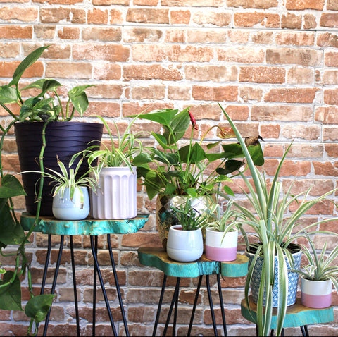 Wooden Plant Stands