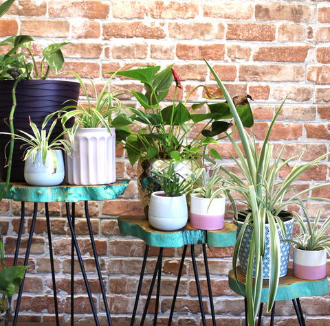 Wooden Plant Stands