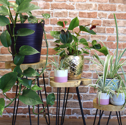 Wooden Plant Stands